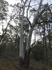 Eucalyptus dalrympleana