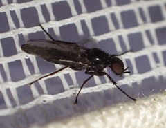 Dilophus febrilis