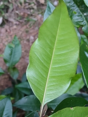 Backhousia subargentea