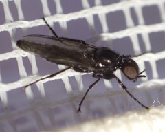 Dilophus febrilis