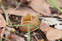 Pezizaceae