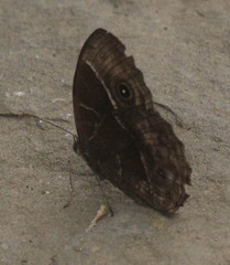 Bicyclus safitza