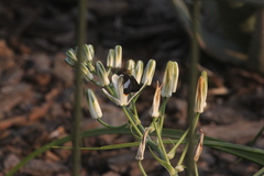 Albuca