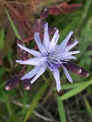 Lactuca sibirica