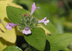 Clinopodium