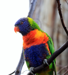 Trichoglossus moluccanus