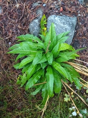 Cirsium heterophyllum