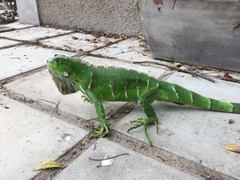 Iguana iguana