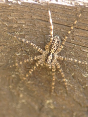Acantholycosa lignaria