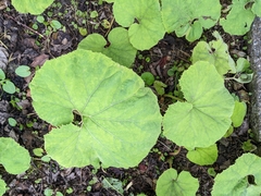 Petasites formosanus