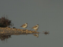 Charadrius marginatus marginatus