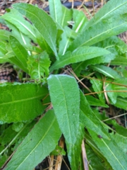 Cirsium heterophyllum