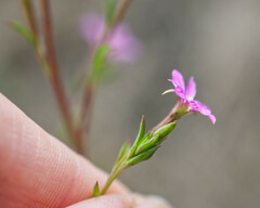 Epilobium