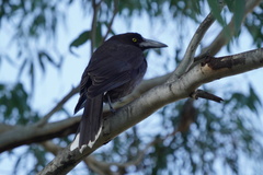 Strepera versicolor melanoptera