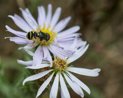 Eristalis hirta