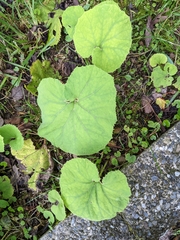 Petasites formosanus