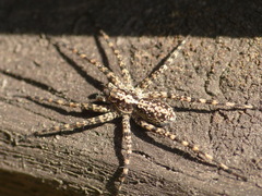 Acantholycosa lignaria