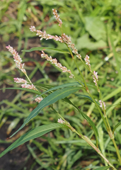 Persicaria