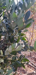 Diospyros