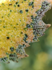 Erysiphe ornata