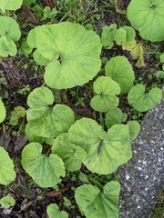 Petasites formosanus