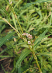 Persicaria