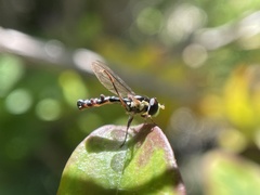 Sphaerophoria quadrituberculata