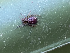 Steatoda borealis