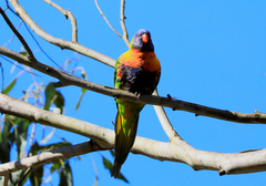 Trichoglossus moluccanus