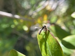 Sphaerophoria quadrituberculata