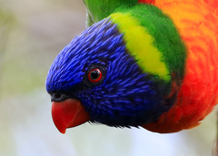 Trichoglossus moluccanus