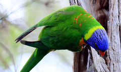 Trichoglossus moluccanus