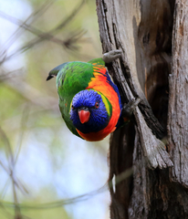 Trichoglossus moluccanus