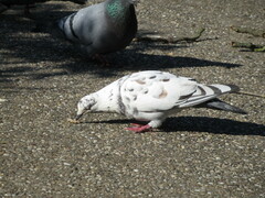 Columba livia domestica