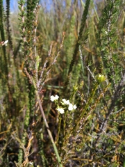 Lachnaea diosmoides