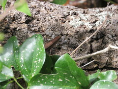 Lampropholis delicata