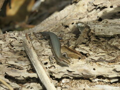 Lampropholis delicata