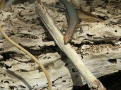 Lampropholis delicata