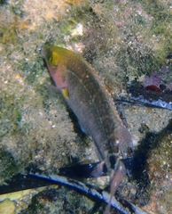 Symphodus mediterraneus