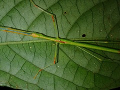 Anarchodes
