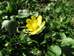 Ficaria verna