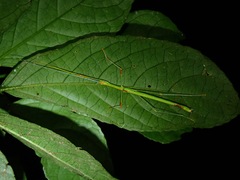 Anarchodes