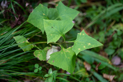 Parasenecio hastatus