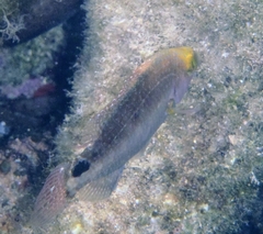 Symphodus mediterraneus