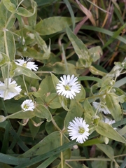 Stellaria radians