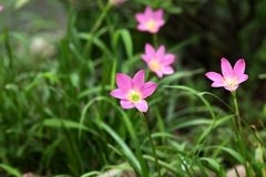 Zephyranthes rosea