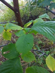 Ulmus glabra