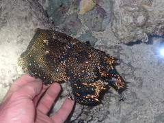 Panulirus penicillatus