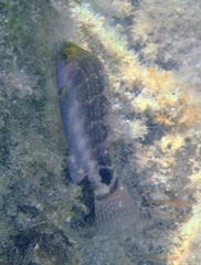 Symphodus mediterraneus