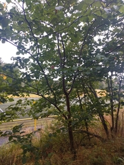 Ulmus glabra